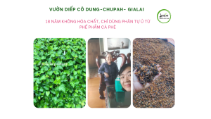 bot-diep-ca