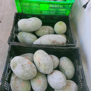 Công dụng của bí đao để làm trà mát