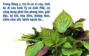bot-tia-to-se-say-lanh