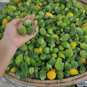 Khổ qua rừng có nhiều lợi ích cho sức khỏe